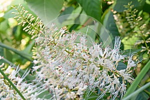 Bottlebrush buckeye Aesculus parviflora, white flowers photo